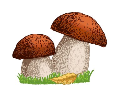 Porcini mantarı elle çizilmiş vektör çizimi. Beyaz arka planda izole edilmiş yemek çizimi. Organik vejetaryen ürün. Menü, etiket, ürün ambalajı, tarif için. Mantar mantarı..