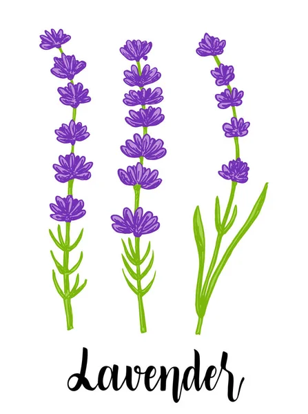 Dibujo vectorial ilustración lavanda. Hierba de boda dibujada a mano, planta. Ilustración vectorial botánica rústica de moda verde. Fragante flor silvestre francesa. Esbozo de planta de miel de verano violeta. — Vector de stock