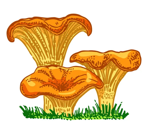 Žampiony Chanterelle ručně kreslené vektorové ilustrace. Sada houbiček Chanterelle. Skica potravin výkres izolované na bílém pozadí. — Stockový vektor