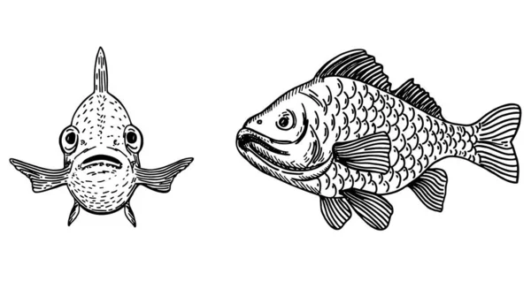 Ilustración vectorial de peces. Carpa vista frontal y vista lateral. Dibujo de diseño de peces. Ilustración vectorial simple de animales marinos. Para crear logotipo y emblema para clubes de pesca, estampados, web y artesanía — Archivo Imágenes Vectoriales