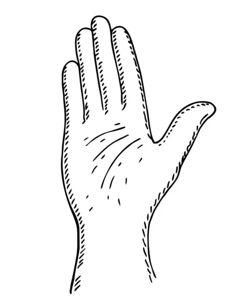 Ritning av en öppen hand. Hand räkna vektor illustration isolerad på vit bakgrund. Öppen handflata med nummer fem i skiss stil. — Stock vektor