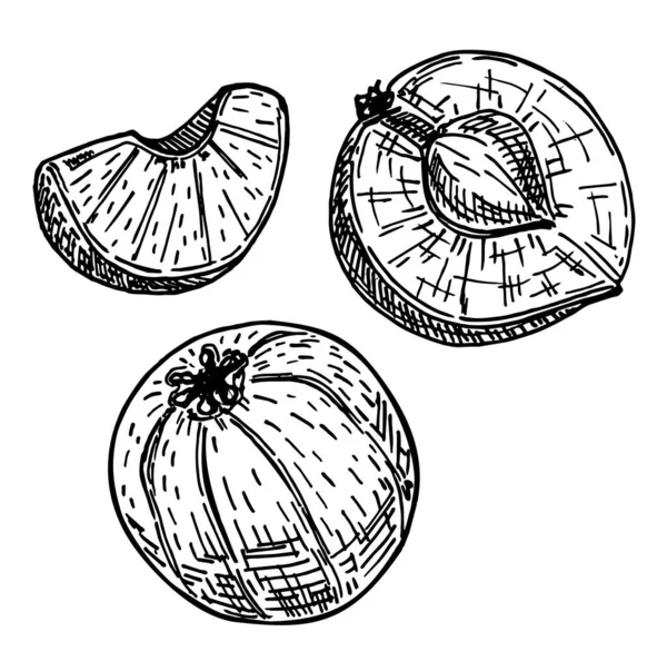 Ilustração do esboço de Amla. Phyllanthus emblica vector design elements. Esboço de groselha indiana. Frutas tropicais, esboço desenhado à mão Groselha indiana fresca. Isolados. —  Vetores de Stock