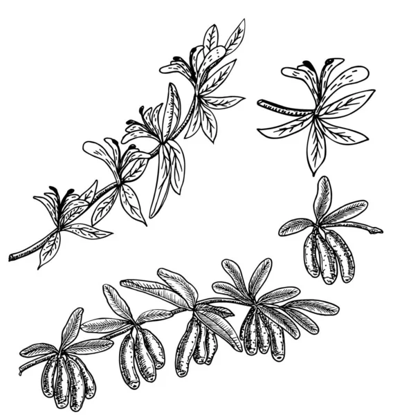 Hand drawn honeysuckle branch with flowers and ripe berries. Lonicera japonica. Medical plants hand drawn. Vector botanical illustration. Black and white graphic. Engraving style. — Stock Vector