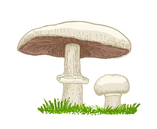 Illustrazione vettoriale di funghi champignons che crescono nell'erba. Stile disegnato a mano. Schizzo di fungo commestibile. Prodotto vegetariano biologico. Disegni di cibo. Perfetto per ricetta, menu, etichetta, icona, confezione — Vettoriale Stock