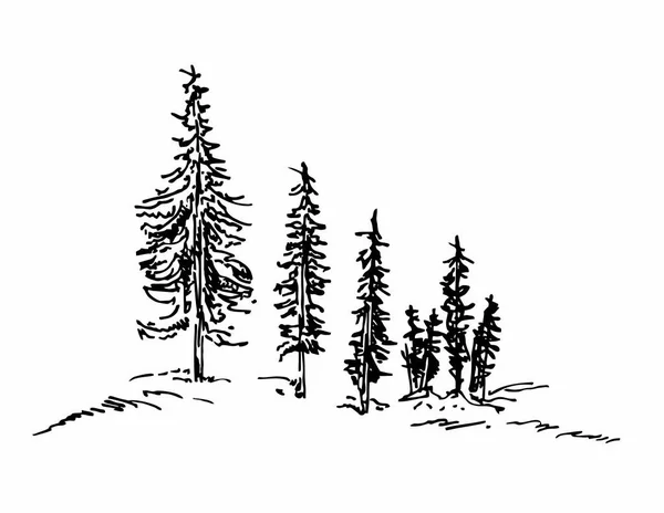 Çam ağaçları. Noel ağacı taslağı. Siyah beyaz köknar koleksiyonu. Ayrıntılı Spruce ormanının vektör silueti — Stok Vektör