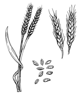 Vektör el çizimi buğday kulakları çizimi çizimi. Buğday taneleri ve kulakları. Siyah kulak beyaz arka planda izole edilmiş. Gıda malzemesi kabartma eski usul..
