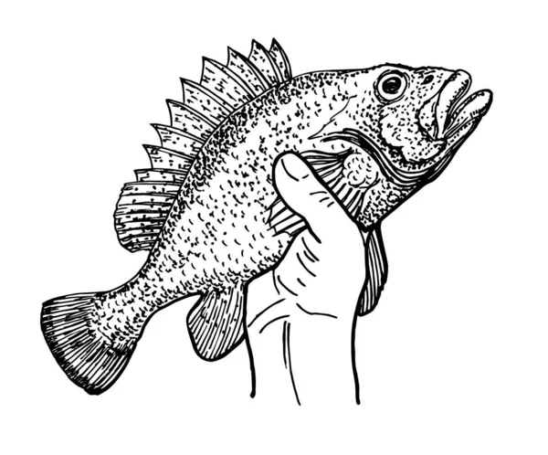 Mano sosteniendo un pez. Pescado en la mano del pescador. Logo de pesca. Grabado vintage dibujo estilizado. Ilustración vectorial — Archivo Imágenes Vectoriales