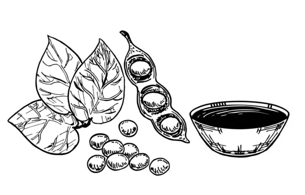 Salsa de soja, soja y soja. Dibujo de alimentos aislado sobre fondo blanco. Condimento de sushi aislado sobre fondo blanco. Especia asiática. Ilustración del diseño vectorial — Vector de stock