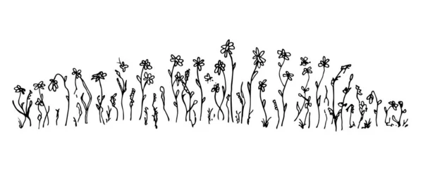 Dessin vectoriel simple dessiné à la main en contour noir. Herbes des prairies sauvages, fleurs sauvages, épillets, inflorescence. Ligne de prairie avec herbe et fleurs. Pelouse, plantes à base de plantes, longue bannière. — Image vectorielle