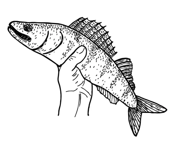 Риба в рибальській руці ескіз. Спійманий щука. Концепція риболовлі. Для логотипу, ілюстрації, карти або плаката — стоковий вектор