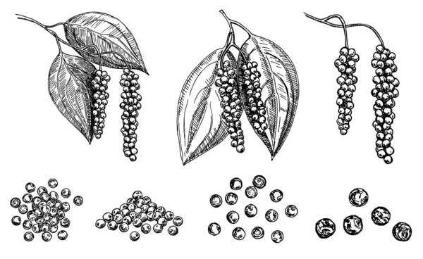 Zwarte peper plant tak vector tekening. Pepererwten. Botanische illustratie. Vintage handgetekende kruidenschets. Kruiden ingrediënt, culinaire en koken smaak. — Stockvector