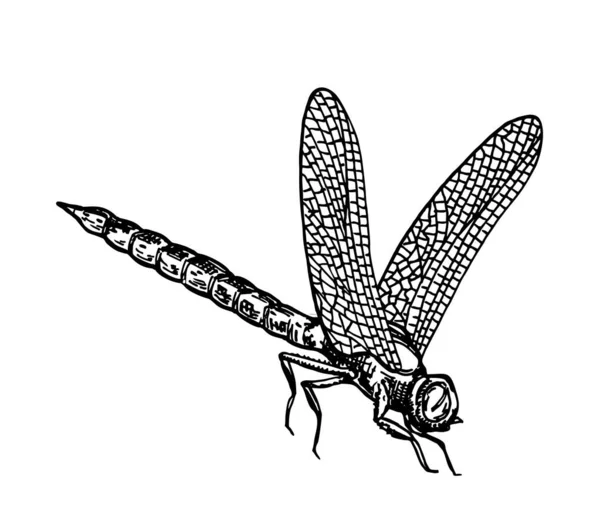 Libellula in bianco e nero con delicate ali schizzo vettoriale illustrazione. Dragonfly disegno inchiostro vettoriale, illustrazione disegnata a mano — Vettoriale Stock