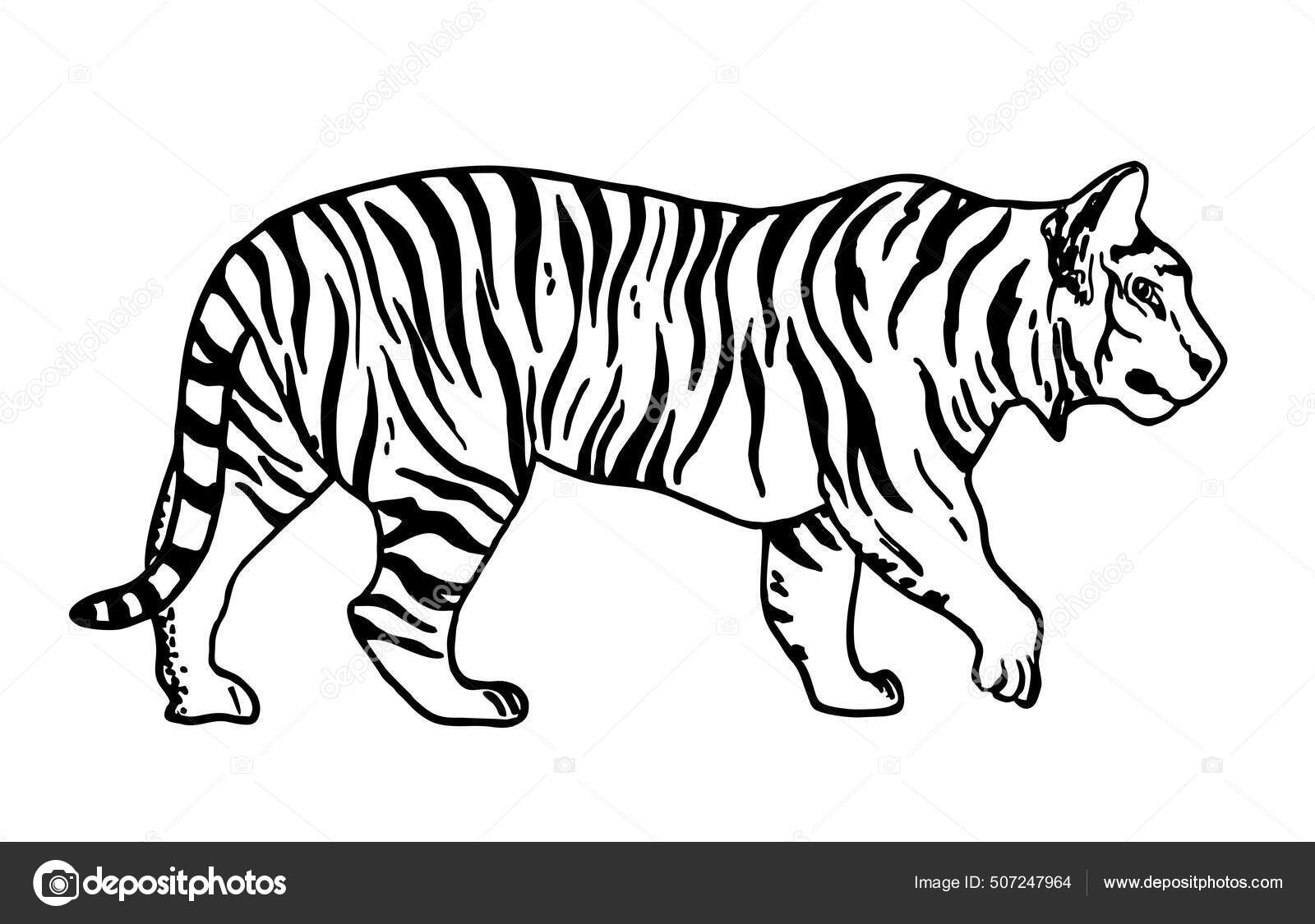 Sketsa Harimau Ilustrasi Vektor Kontur Vektor Harimau Hitam Dan Putih sketsa-harimau-ilustrasi-vektor-kontur-vektor-harimau-hitam-dan-putih