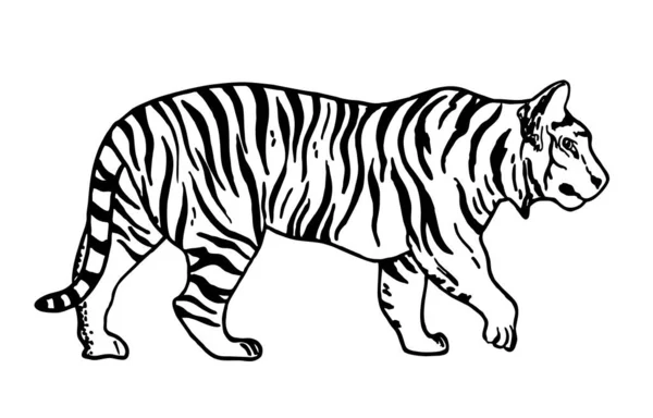 Esbozo de tigre. Ilustración del vector de contorno. Vector Tigre blanco y negro. — Vector de stock