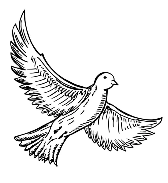 Pájaro volando mano dibujada. Dibujo en blanco y negro de tinta. Vector de boceto — Archivo Imágenes Vectoriales