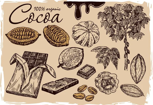 Cacaobonen, cacaobladeren, cacaotak met vruchten van cacao, chocolade. Elementen zijn geïsoleerd. Chocoladeingrediënt. Biologische schets van gezond voedsel. Geweldig voor banner, poster, label. — Stockvector