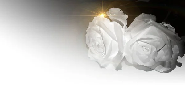 White roses on a white background with golden rays. Condolence card. Empty place for emotional, sentimental text or quote. Black and white image