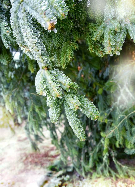 木の枝に雨が凍る — ストック写真