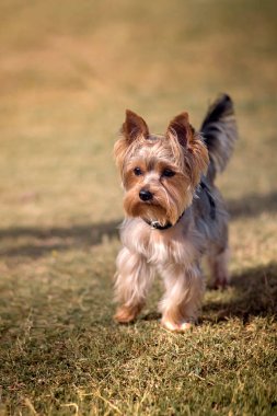 yorkshire terrier portresi