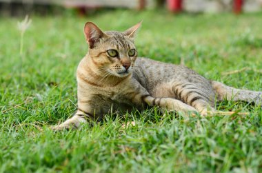 Kedi üzerinde bahçe dinlenmek