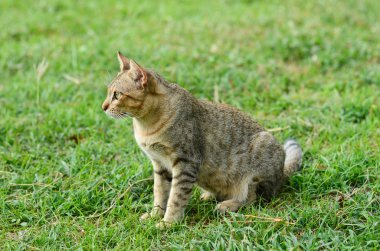 Kedi oturup ot ileriye bakmak için Someting