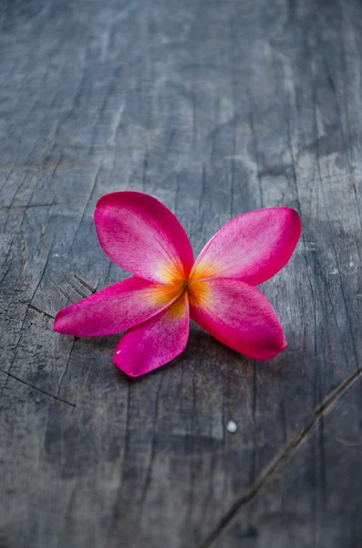 Plumeria on wood — Stock Photo, Image