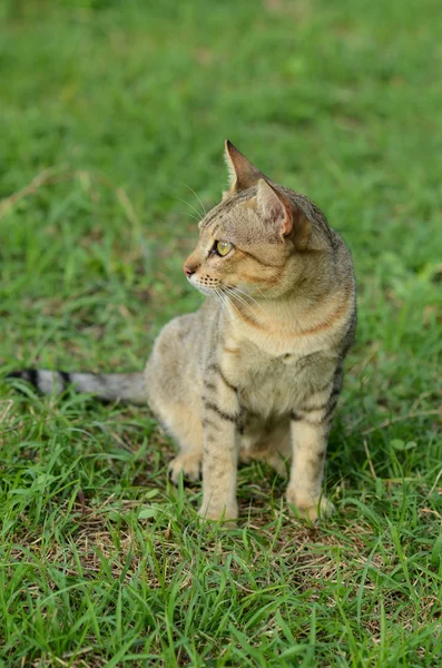 Cat çim bakmak ileri Someting Tarih:
