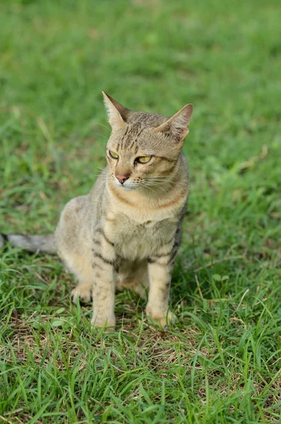 Кот сидит на траве и смотрит что-то — стоковое фото