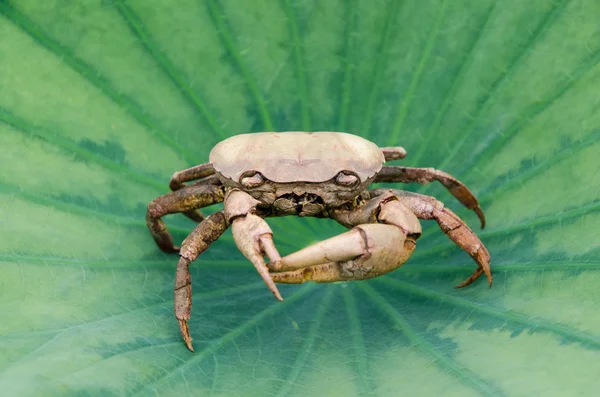 Remains of dead crabs turn to look at you and sits on a lotus le — Stock Photo, Image