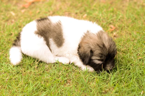 Hond slaapt — Stockfoto