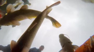 Farklı balıklar suda