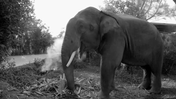 흑백에서 코끼리를 먹는 — 비디오