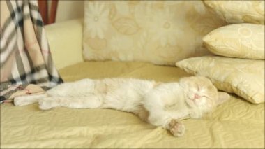 Uyuyan kedi battaniye ile örtülü