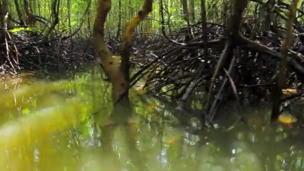 Skogen växer på vattnet — Stockvideo