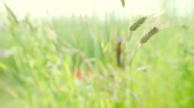 Gün batımında sallanan çavdar kulakları