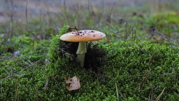 Corte de um cogumelo de toadstool — Vídeo de Stock