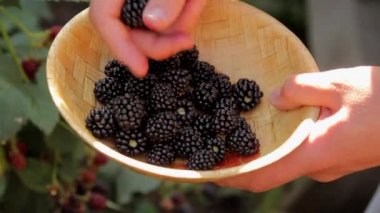 BlackBerry toplama ve kaseye koyarak