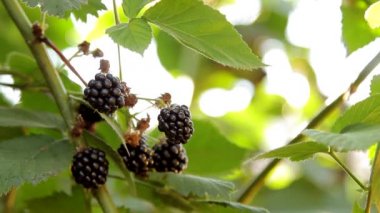 Bush üzerinde büyüyen böğürtlen dökme