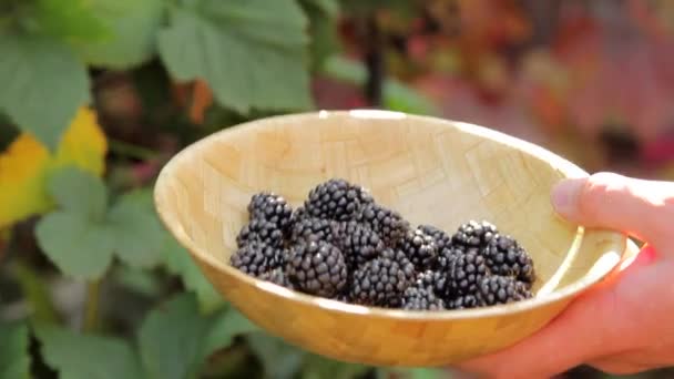 Man Putting Blackberry to Bowl — Stock Video