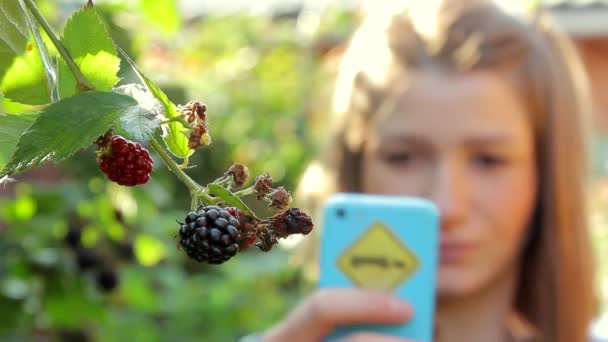 Frau fotografiert wachsenden Brombeerbaum mit Smartphone — Stockvideo