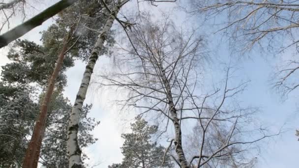 Γυμνά δέντρα στη μέρα του χειμώνα — Αρχείο Βίντεο