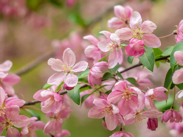 Speciale bloem voorjaar Stockfoto
