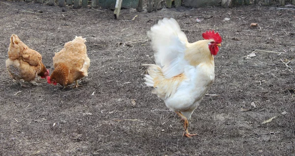 horoz kanat kanatlar 