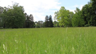 Parkta yeşil çimenler 