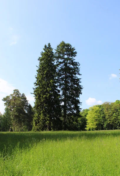 Parkta iki Noel ağaçları 