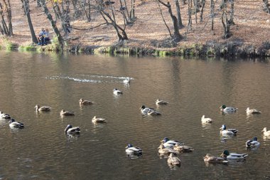 Göldeki ördekler
