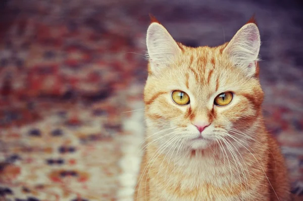 güzel kırmızı kedi 