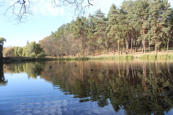 Jezero v parku — Stock fotografie