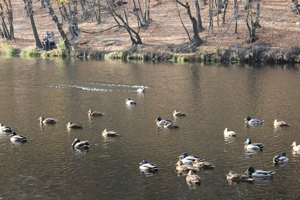 Göldeki ördekler
