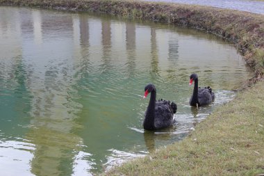 Siyah kuğular kıyıya yakın yerde Yüzme